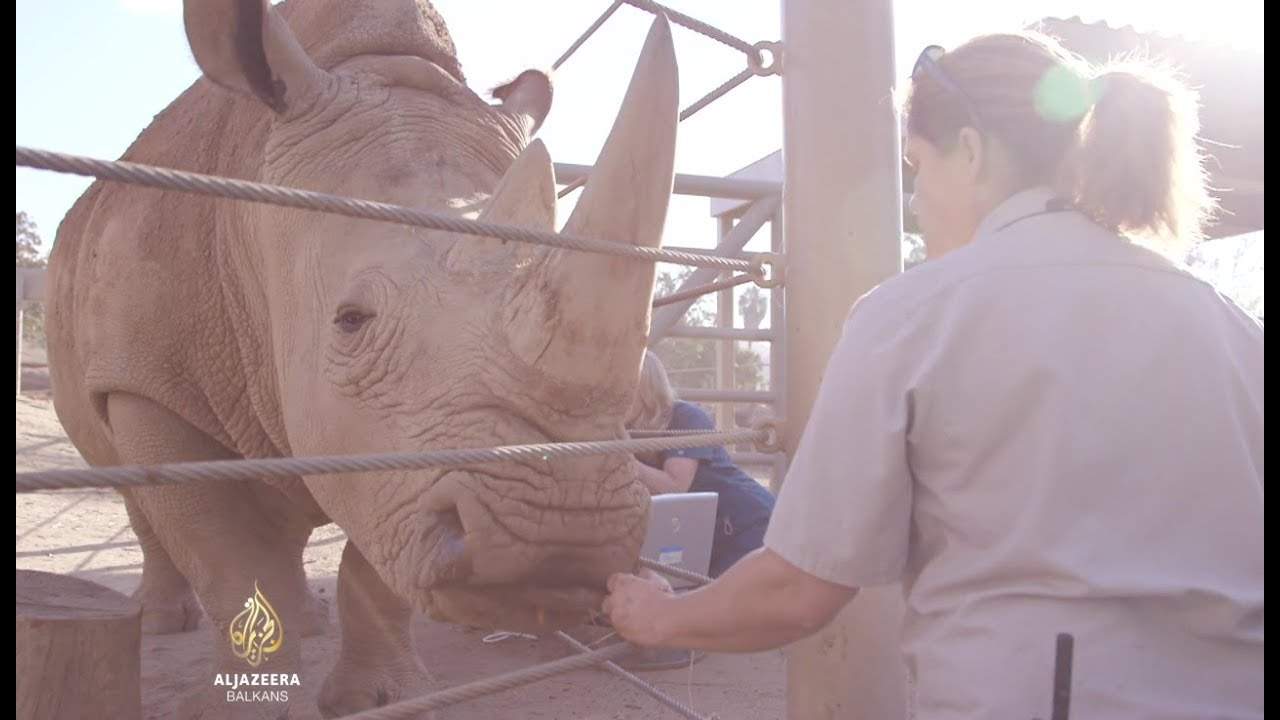 Naučnici umjetnom oplodnjom spašavaju životinje od izumiranja (Video)